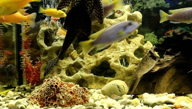 Large catfish cleans the aquarium