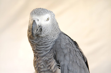 Beautiful African Grey parrot