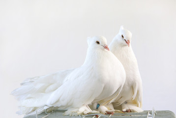 White doves