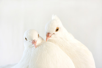 A pair of beautiful white dove