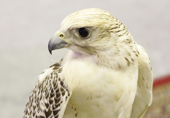 Obraz premium Closeup of a Falcon