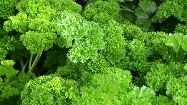 curly parsley natural spice closeup move wind grow rural garden