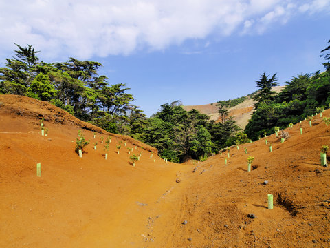 Planted Trees, Hierro, Canary Islands