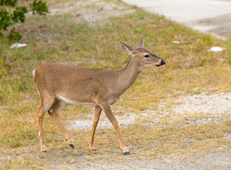 Small Key Deer in woods Florida Keys