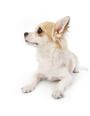 beautiful chihuahua dog lying down on white background