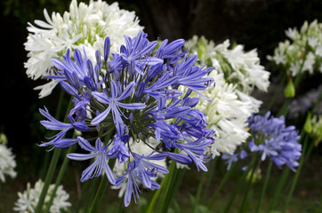 Naklejka premium Agapanthus o północy niebieski kwiat