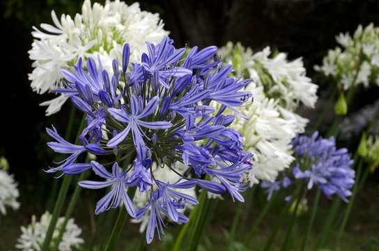 Agapanthus midnight blue flower