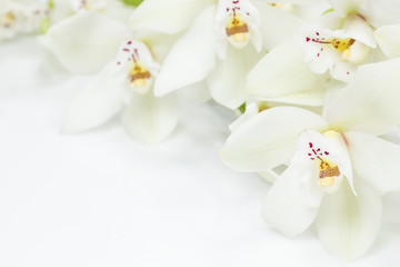Fototapeta na wymiar Kwiaty orchidei