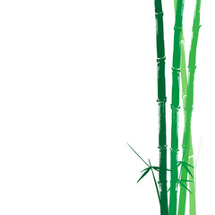 Hand drawn illustration of a bamboo green on white background