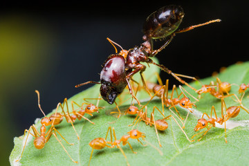 Red Ants army