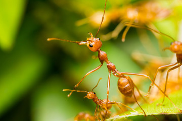 Red Ants in nest
