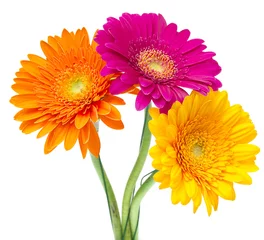 Wall murals Gerbera Gerber Daisy isolated on white background