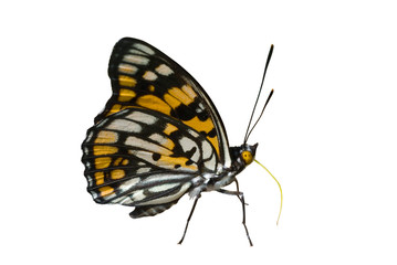 Fototapeta na wymiar Butterfly (Sephisa dichroa) 14