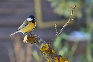 Great Tit on a twig