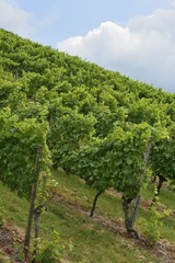 Fototapeta na wymiar hilly vineyard #1, Stuttgart