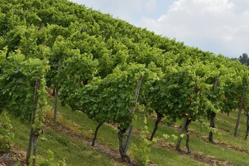 Fototapeta na wymiar hilly vineyard #2, Stuttgart