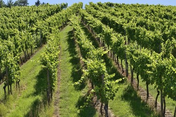 Fototapeta na wymiar hilly vineyard #3, Stuttgart