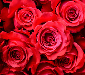 Roses macro background