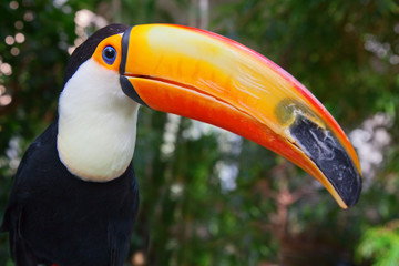 Naklejka premium Toucan