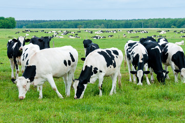 Fototapeta na wymiar Stado krów na pastwisku