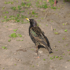 portrait starling