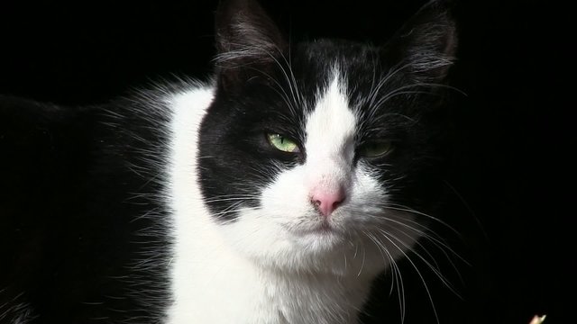 regard de chat