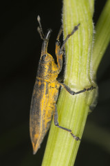 Yellow weevil, Lixus paraplecticus on stem, macro photo