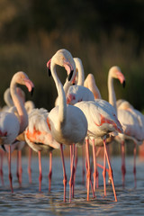 Group of Greater Flamingo standing in a pond.