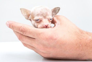 expressive portrait Chihuahua puppy