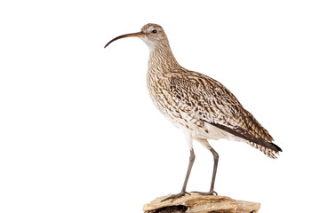 Großer Brachvogel (Numenius arquata) freigestellt