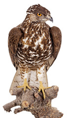 Wespenbussard (Pernis apivorus) freigestellt