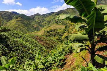 Banana plantation in the mountains