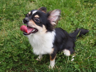 ドッグランで楽しく遊んだよ