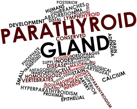 Word cloud for Parathyroid gland
