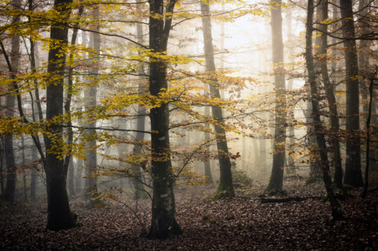 Fototapeta morning forest