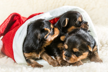 Tree dogs on white carpet