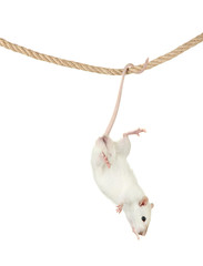 funny little rat on rope, isolated on white
