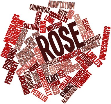 Word cloud for Rose