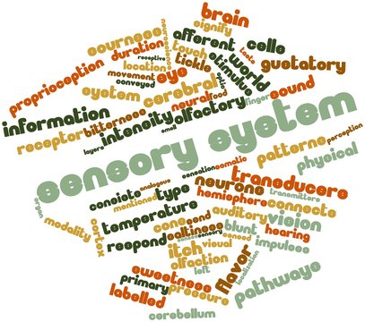 Word cloud for Sensory system