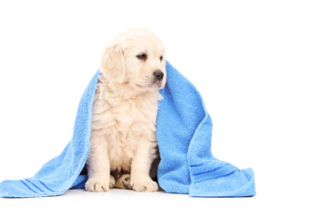 A little labrador retriever dog covered with blue towel