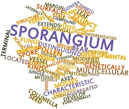 Word cloud for Sporangium