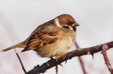 Sparrow on branch