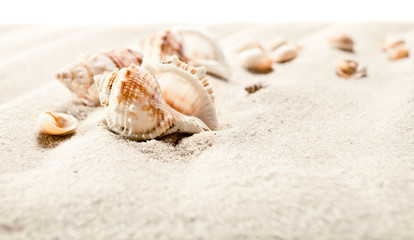 Fototapeta na wymiar Cockleshells on sea sand