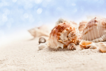 Cockleshells on sea sand