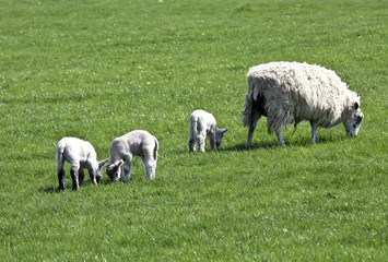 Fototapeta premium Triplet lambs with ewe