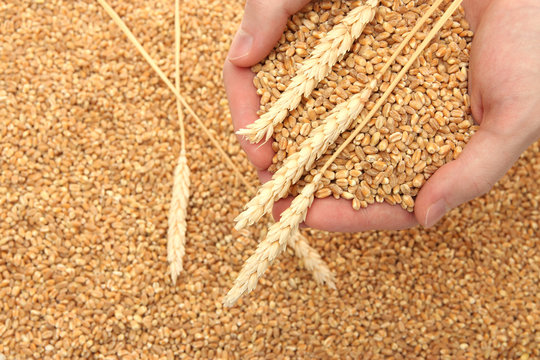 man hands with grain, on wheat background