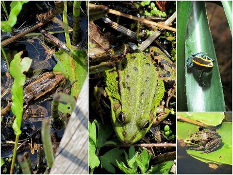 crapaud