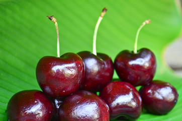 Cherries isolated on green leaf background