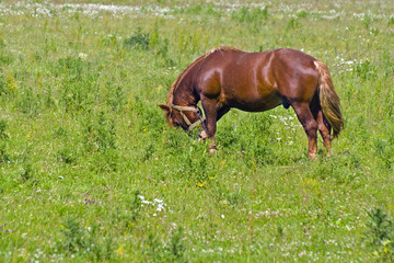 Strong horse grazing in a meadow