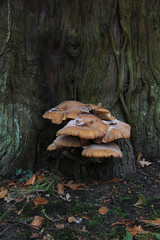 mushrooms on a tree